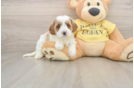 Smart Cavapoo Poodle Mix Pup