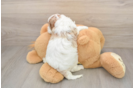 Best Cavapoo Baby