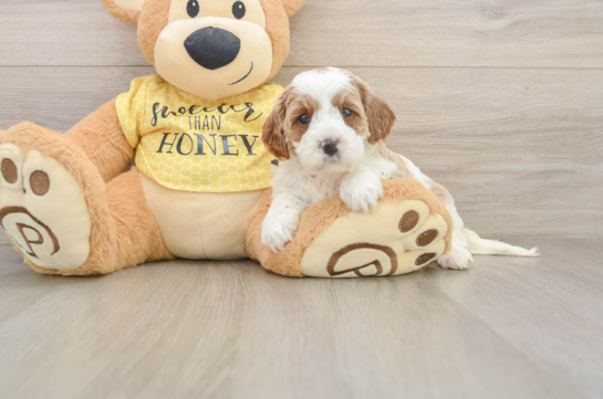 Cavapoo Pup Being Cute