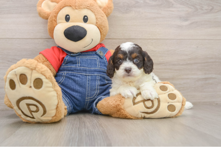 Happy Cavapoo Baby