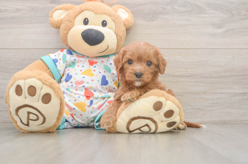 6 week old Cavapoo Puppy For Sale - Pilesgrove Pups