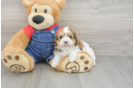 Happy Cavapoo Baby