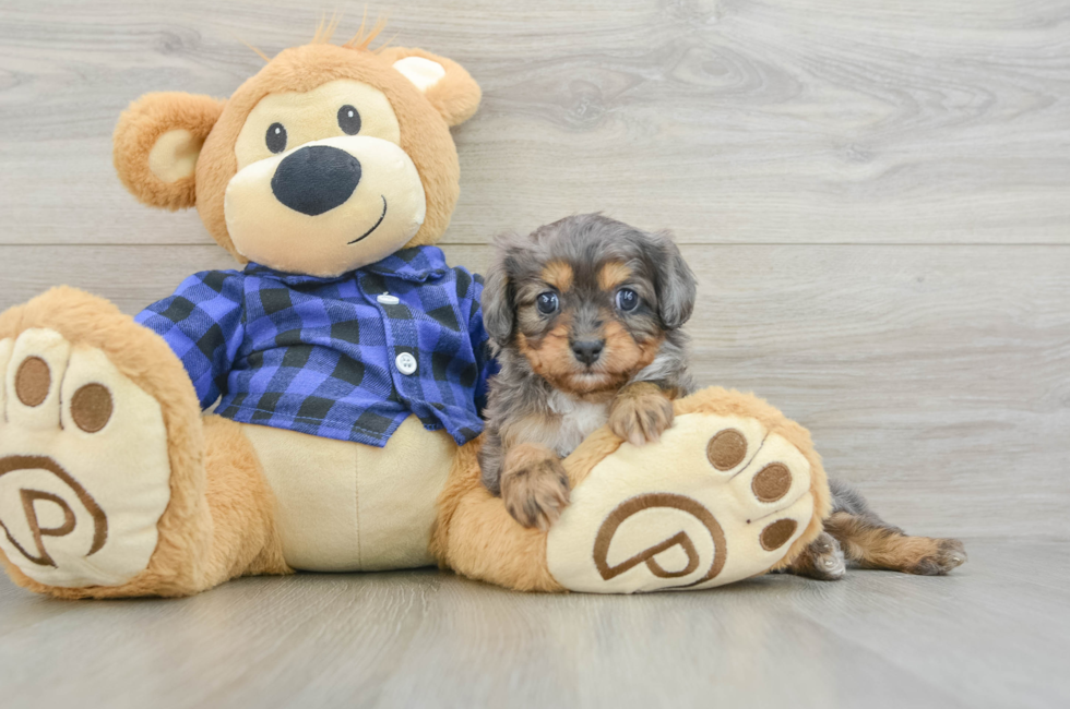 6 week old Cavapoo Puppy For Sale - Pilesgrove Pups