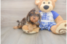 Best Cavapoo Baby