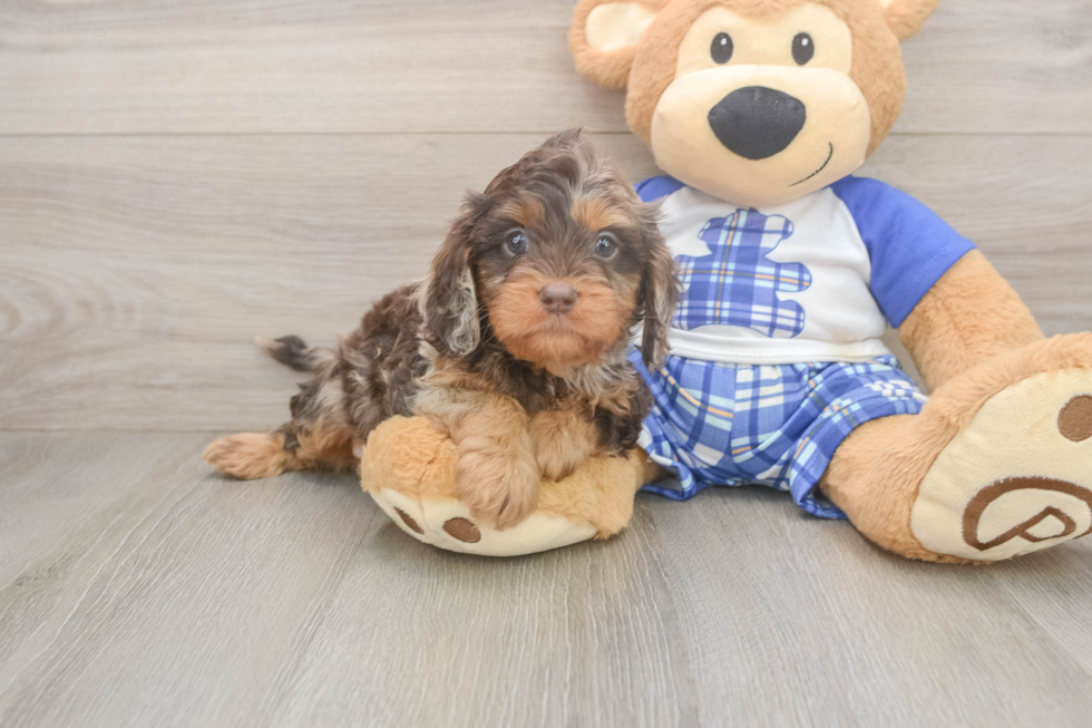 Best Cavapoo Baby