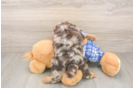 Best Cavapoo Baby