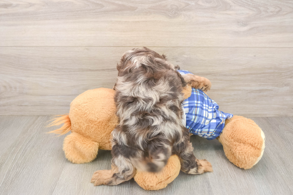 Best Cavapoo Baby