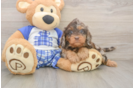 Cavapoo Puppy for Adoption