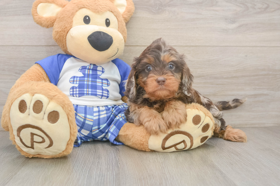5 week old Cavapoo Puppy For Sale - Pilesgrove Pups
