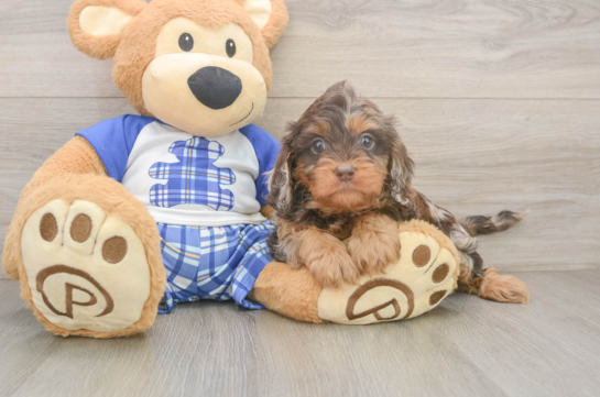Cavapoo Puppy for Adoption