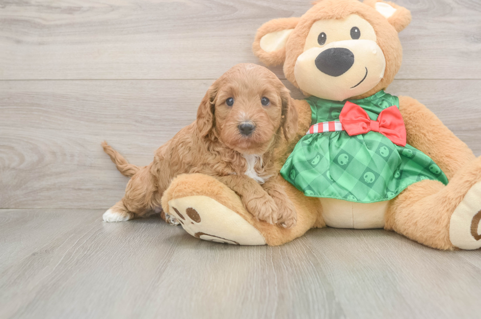 5 week old Cavapoo Puppy For Sale - Pilesgrove Pups