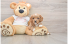 Cavapoo Puppy for Adoption