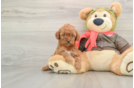 Cavapoo Puppy for Adoption