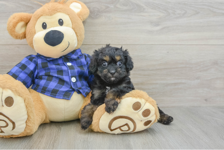 Sweet Cavapoo Baby