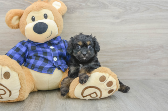 Sweet Cavapoo Baby