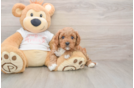 Small Cavapoo Baby