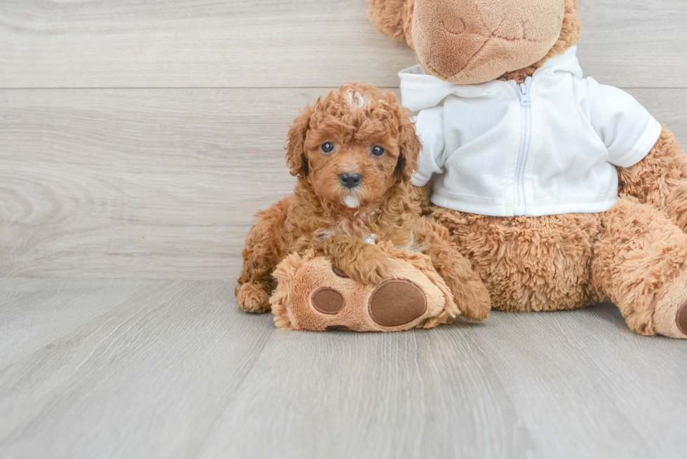 Best Cavapoo Baby