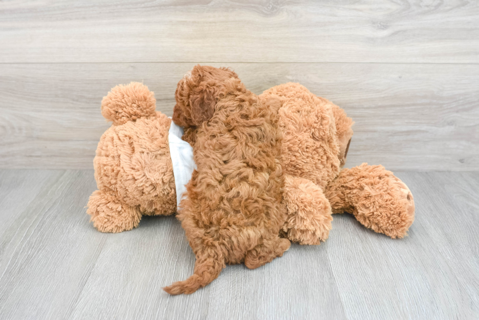 Best Cavapoo Baby