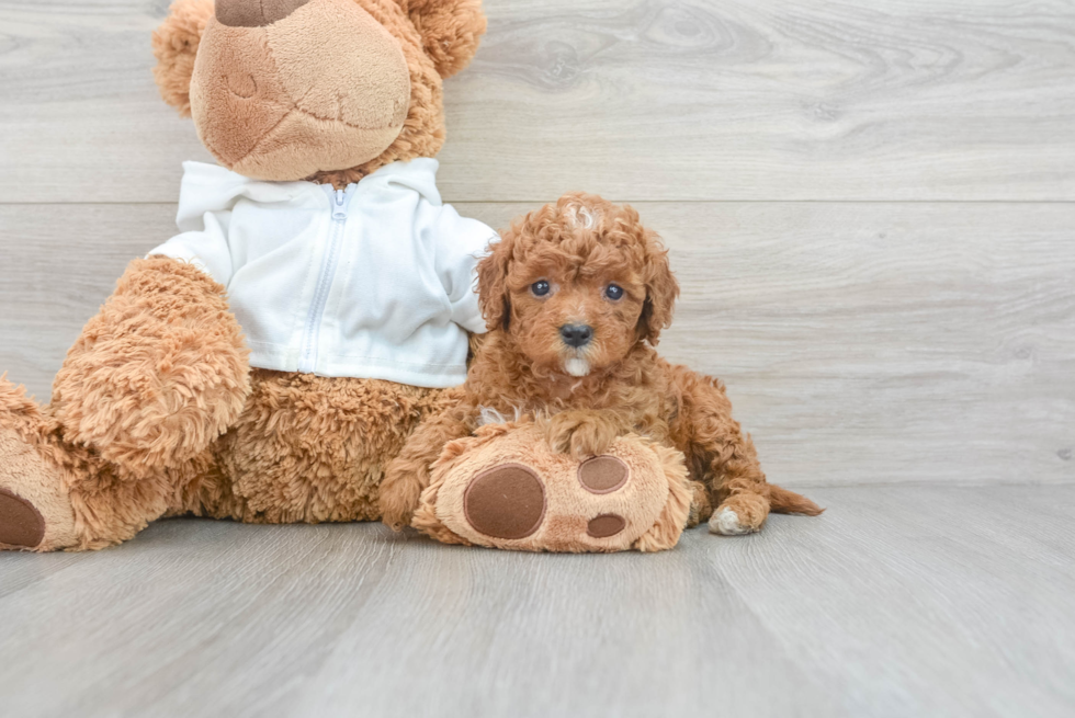 Hypoallergenic Cavoodle Poodle Mix Puppy