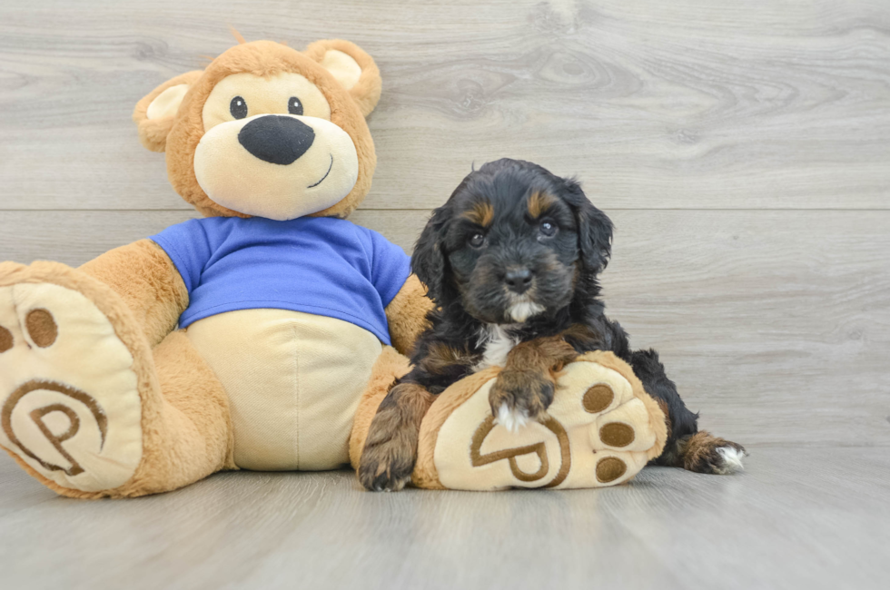 6 week old Cavapoo Puppy For Sale - Pilesgrove Pups