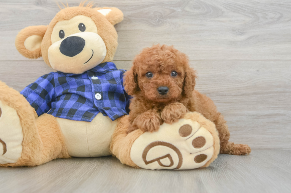 6 week old Cavapoo Puppy For Sale - Pilesgrove Pups