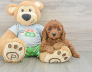 8 week old Cavapoo Puppy For Sale - Pilesgrove Pups