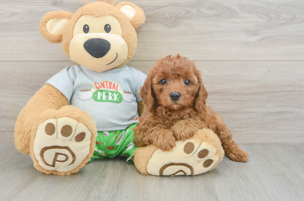 6 week old Cavapoo Puppy For Sale - Pilesgrove Pups