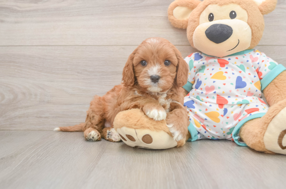 6 week old Cavapoo Puppy For Sale - Pilesgrove Pups