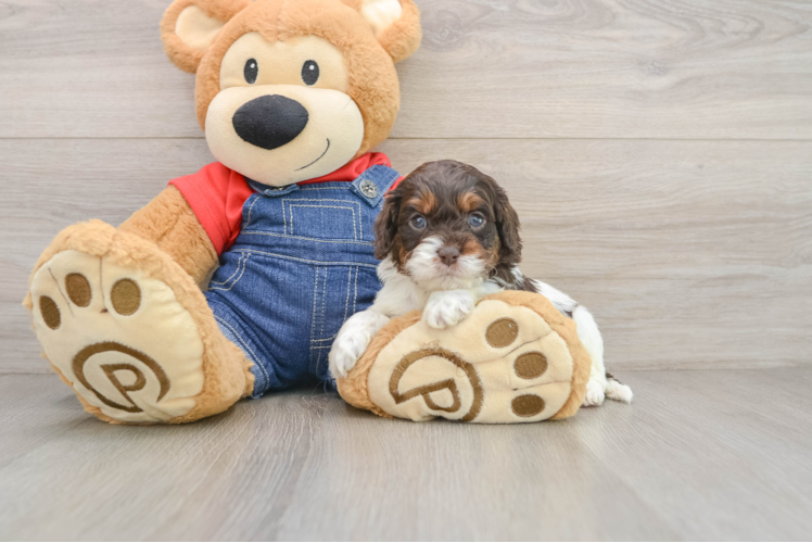 Best Cavapoo Baby