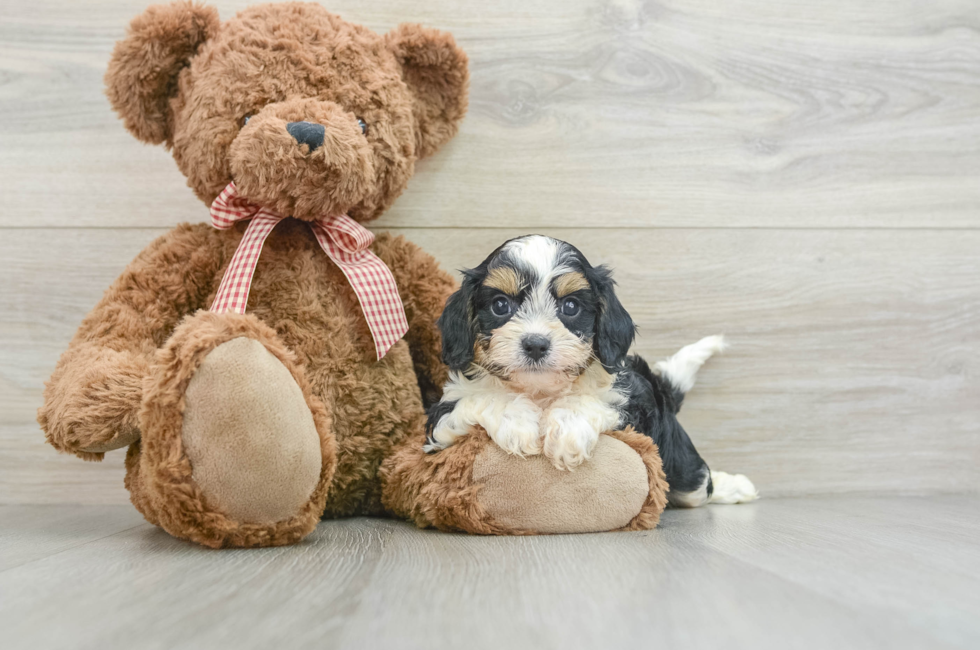 8 week old Cavapoo Puppy For Sale - Pilesgrove Pups