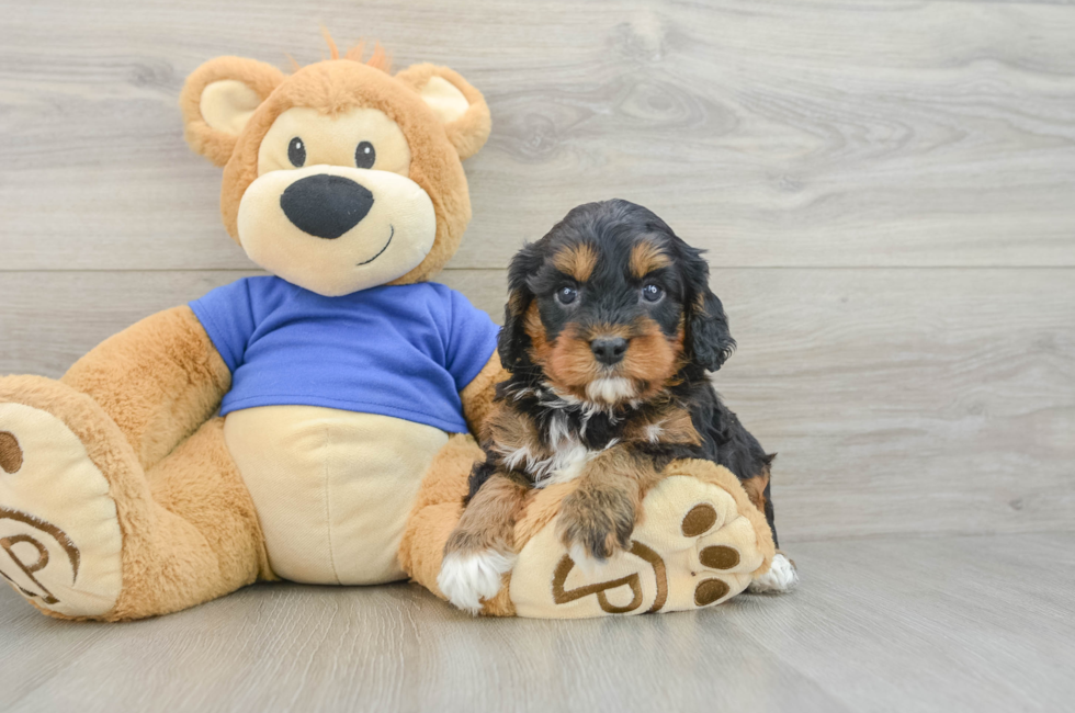 6 week old Cavapoo Puppy For Sale - Pilesgrove Pups
