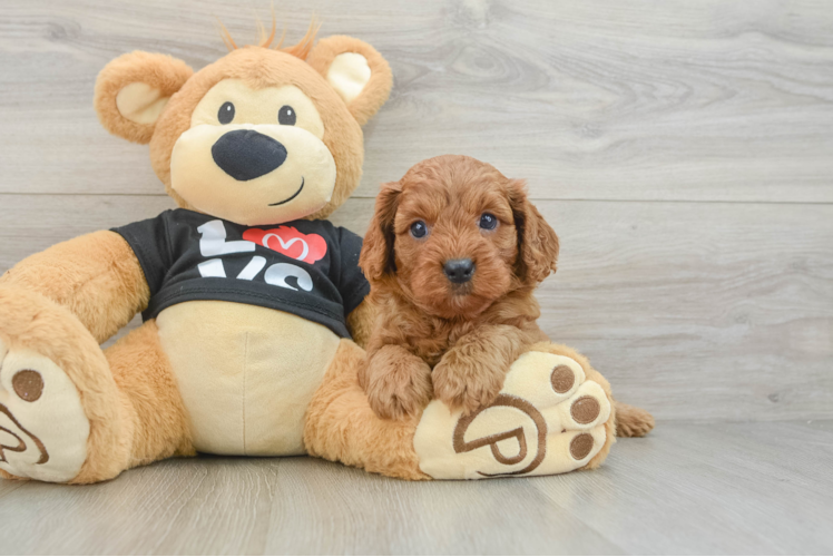 Cavapoo Puppy for Adoption