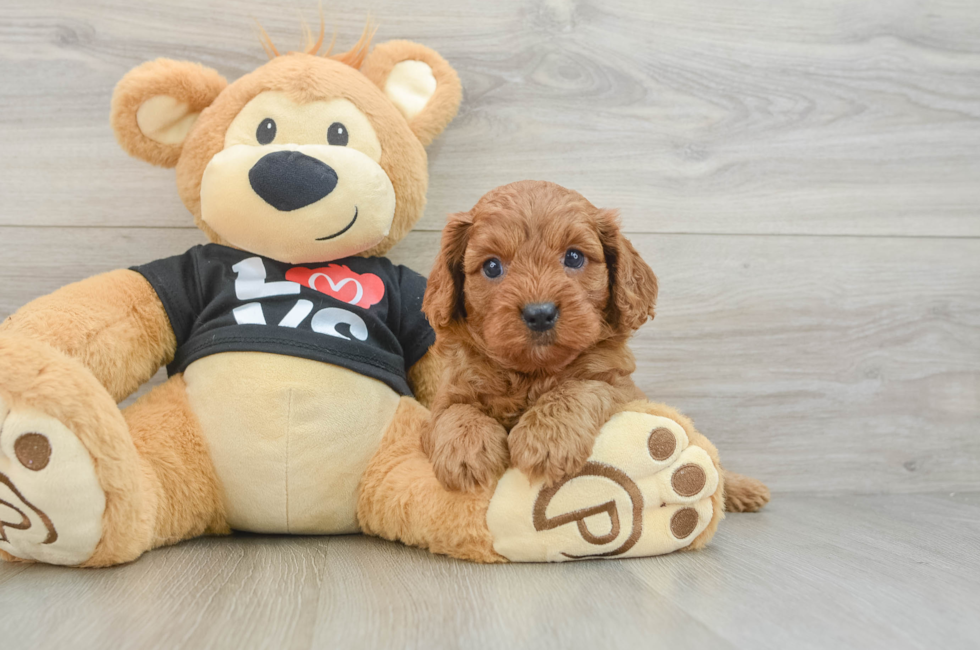7 week old Cavapoo Puppy For Sale - Pilesgrove Pups