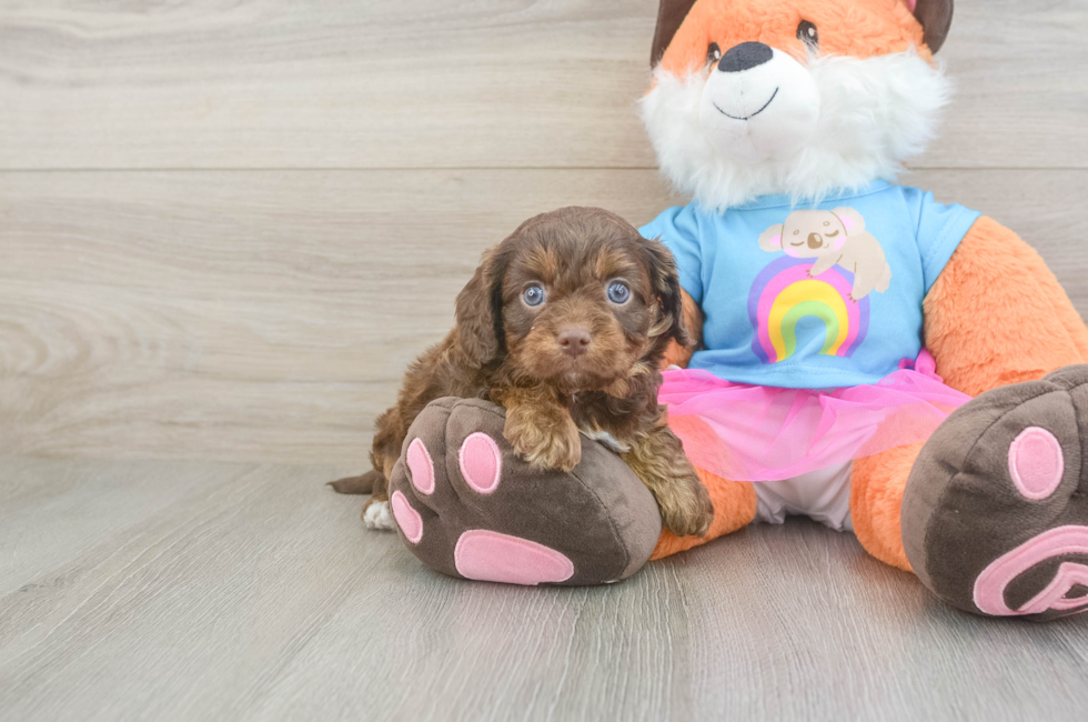 5 week old Cavapoo Puppy For Sale - Pilesgrove Pups