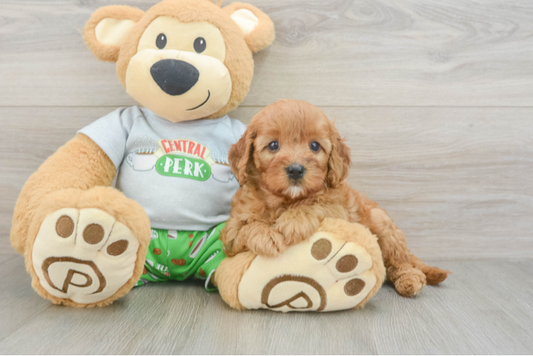 Popular Cavapoo Poodle Mix Pup