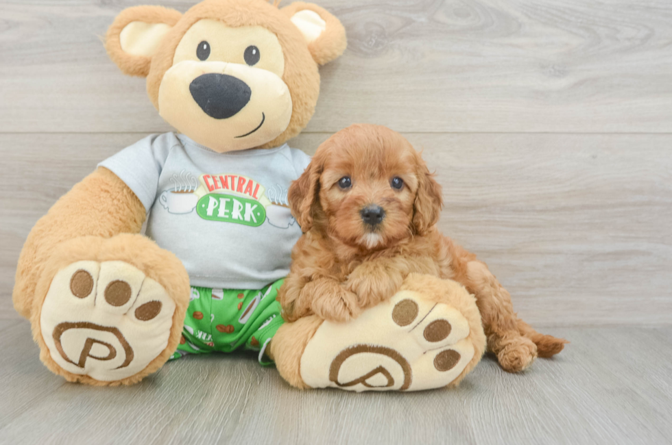 6 week old Cavapoo Puppy For Sale - Pilesgrove Pups