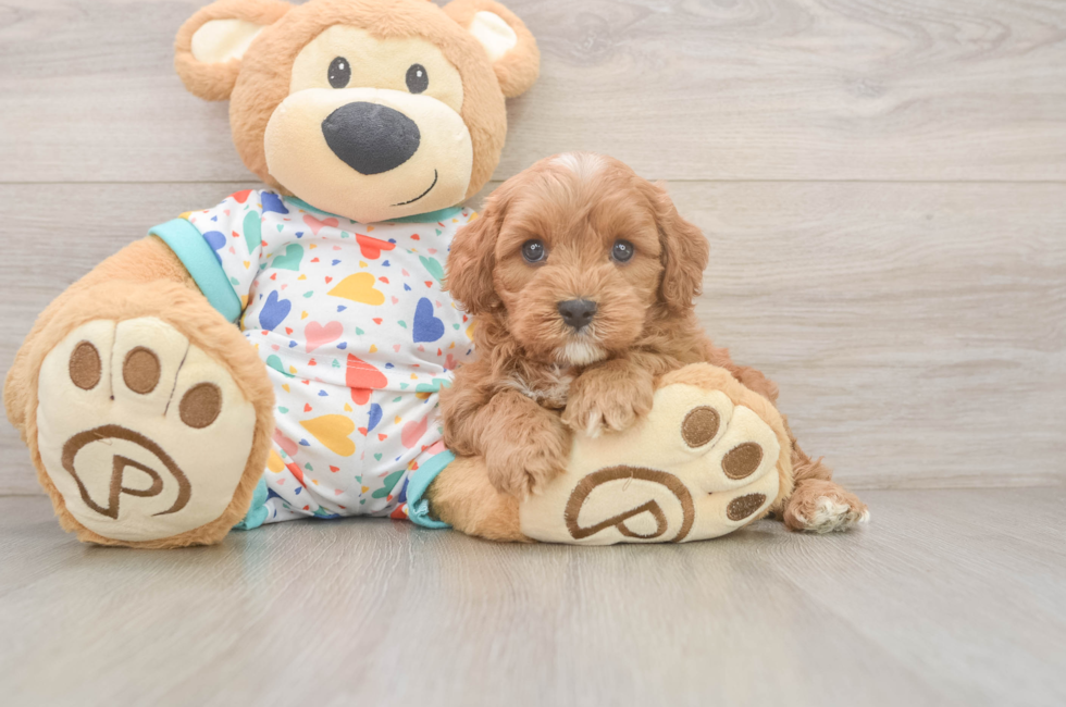 6 week old Cavapoo Puppy For Sale - Pilesgrove Pups
