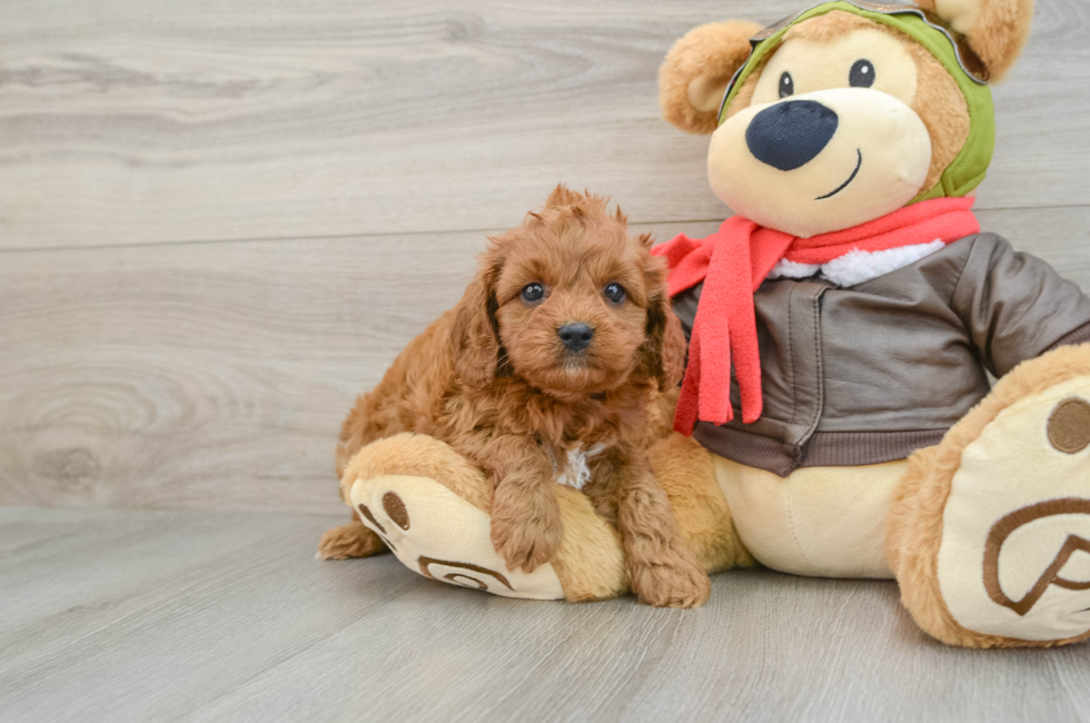 6 week old Cavapoo Puppy For Sale - Pilesgrove Pups