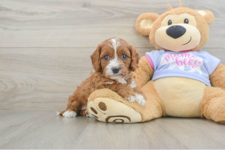 Funny Cavapoo Poodle Mix Pup