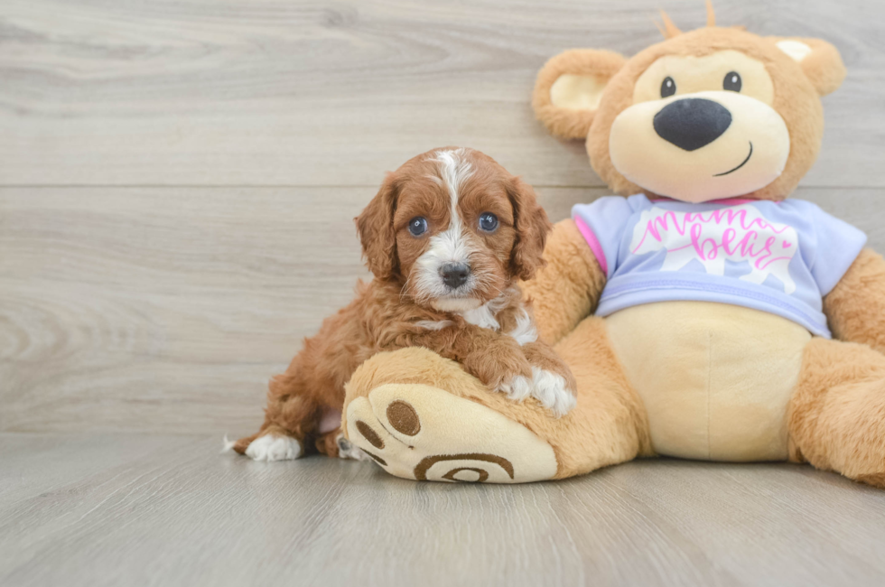 5 week old Cavapoo Puppy For Sale - Pilesgrove Pups