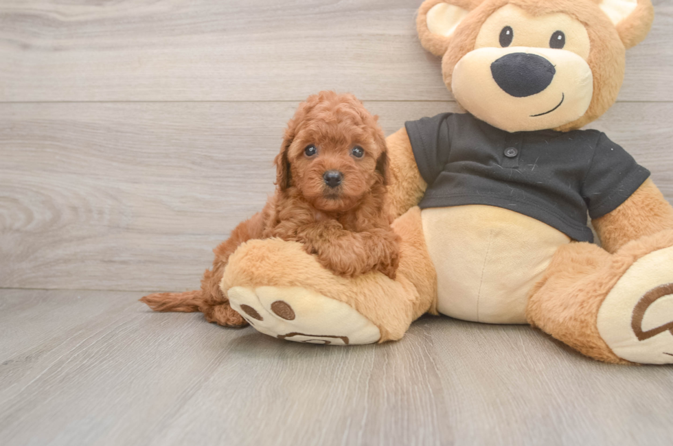 6 week old Cavapoo Puppy For Sale - Pilesgrove Pups