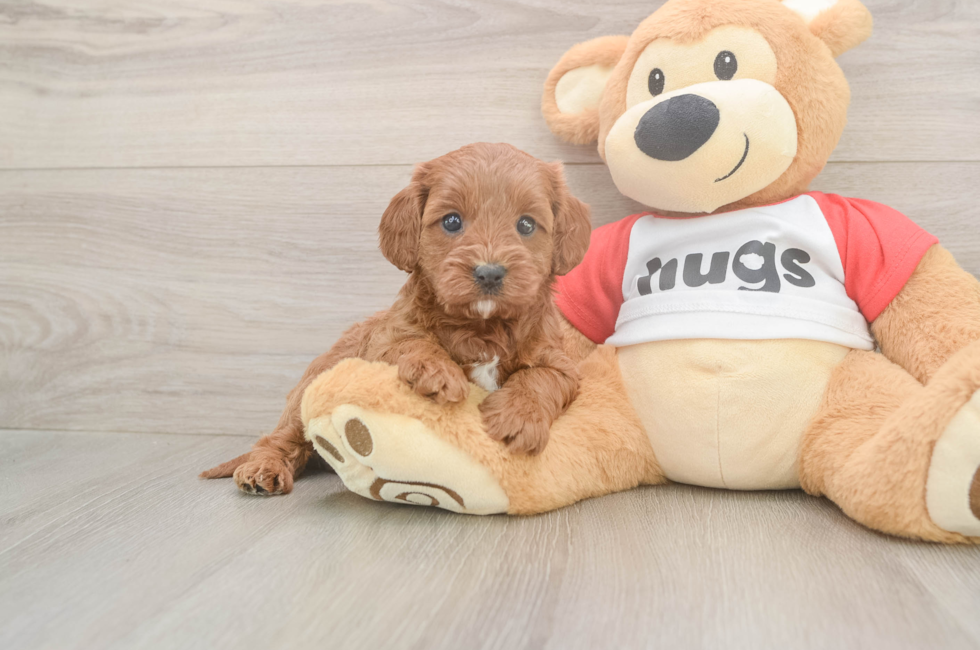 5 week old Cavapoo Puppy For Sale - Pilesgrove Pups