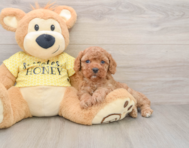8 week old Cavapoo Puppy For Sale - Pilesgrove Pups