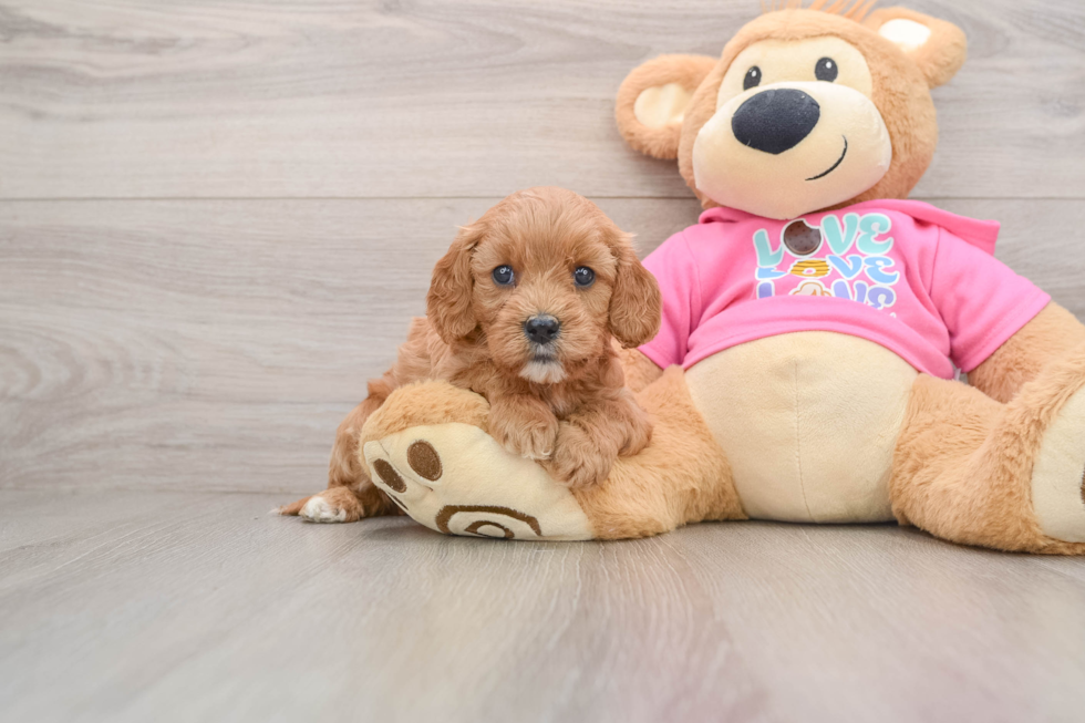 Best Cavapoo Baby