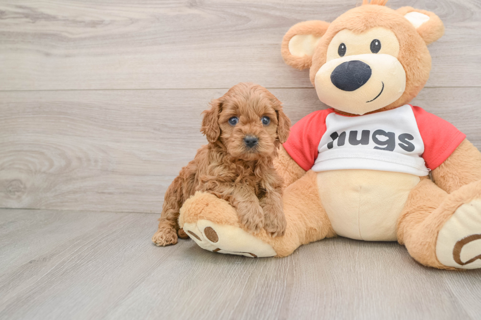Small Cavapoo Baby