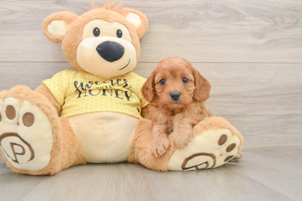 Cavapoo Pup Being Cute
