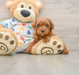 7 week old Cavapoo Puppy For Sale - Pilesgrove Pups