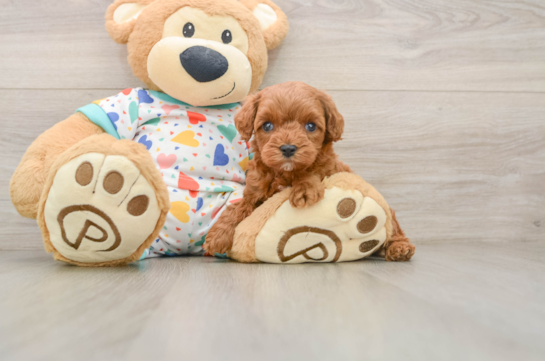 Cute Cavapoo Baby