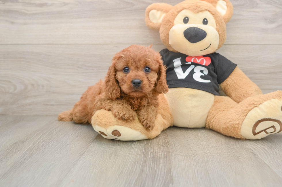Smart Cavapoo Poodle Mix Pup