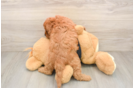 Hypoallergenic Cavadoodle Poodle Mix Puppy